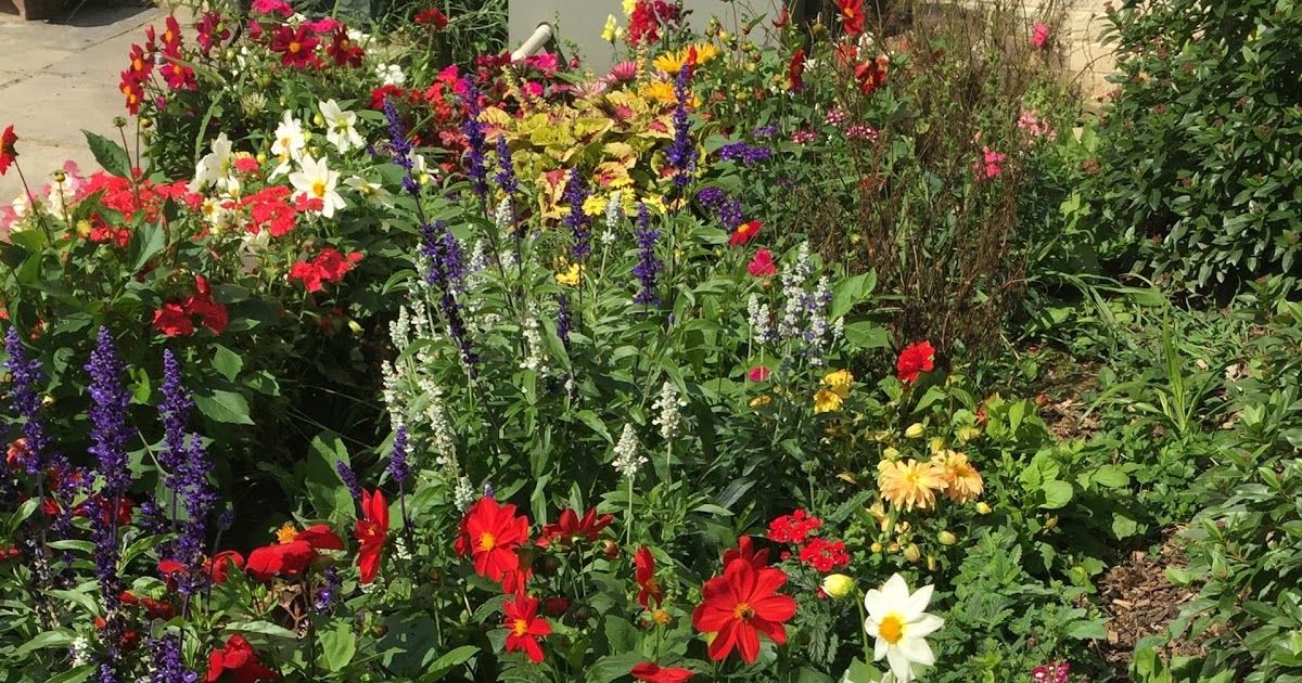 Garden Ready Winter Bedding Plants