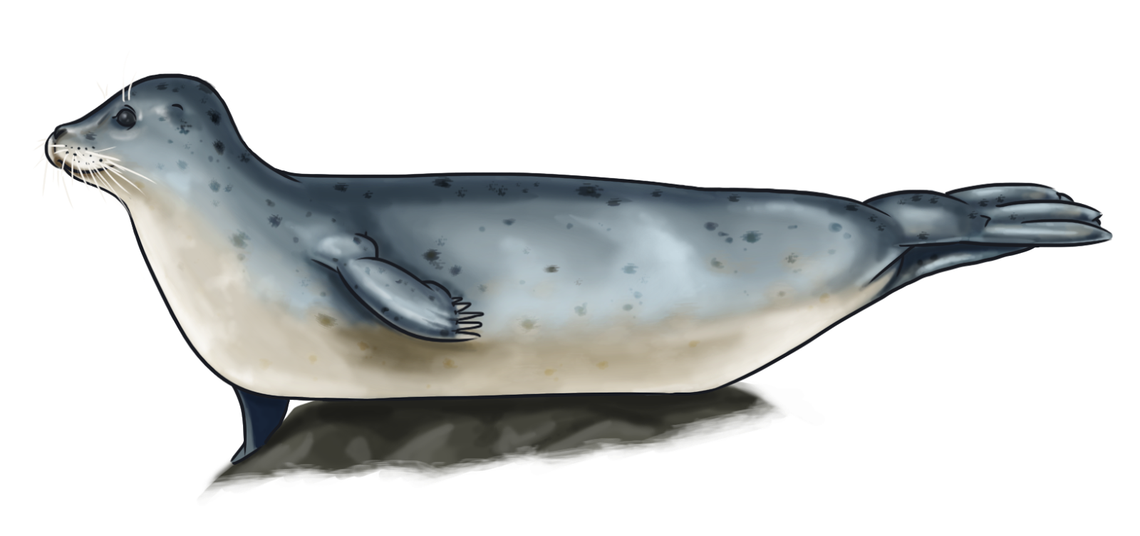 Картинка тюлень для детей на прозрачном фоне