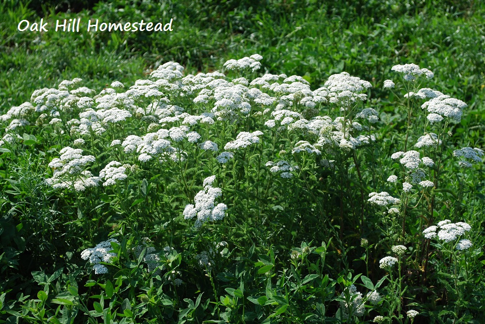 How To Forage, Harvest and Dry Yarrow Oak Hill Homestead