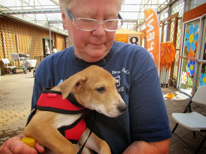 dog-days-adoption-events