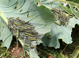 An even larger number of caterpillars An even larger number of caterpillars