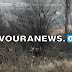 [Ελλάδα]ΚΑΣΤΟΡΙΑ - Νεαρά αρκουδάκια κόβουν βόλτες στην περιοχή Πέτρα 