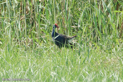 Polla blava (Porphyrio porphyrio)