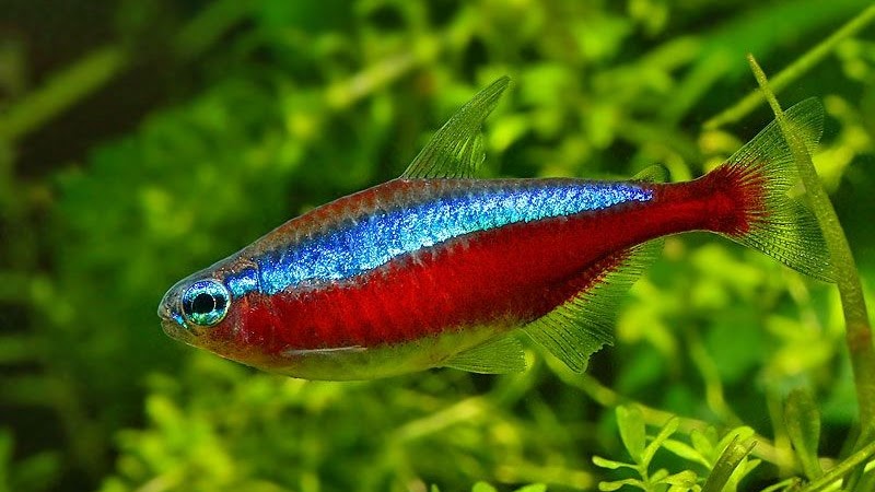 Jenis Ikan Aquascape dengan Warna yang Cantik 