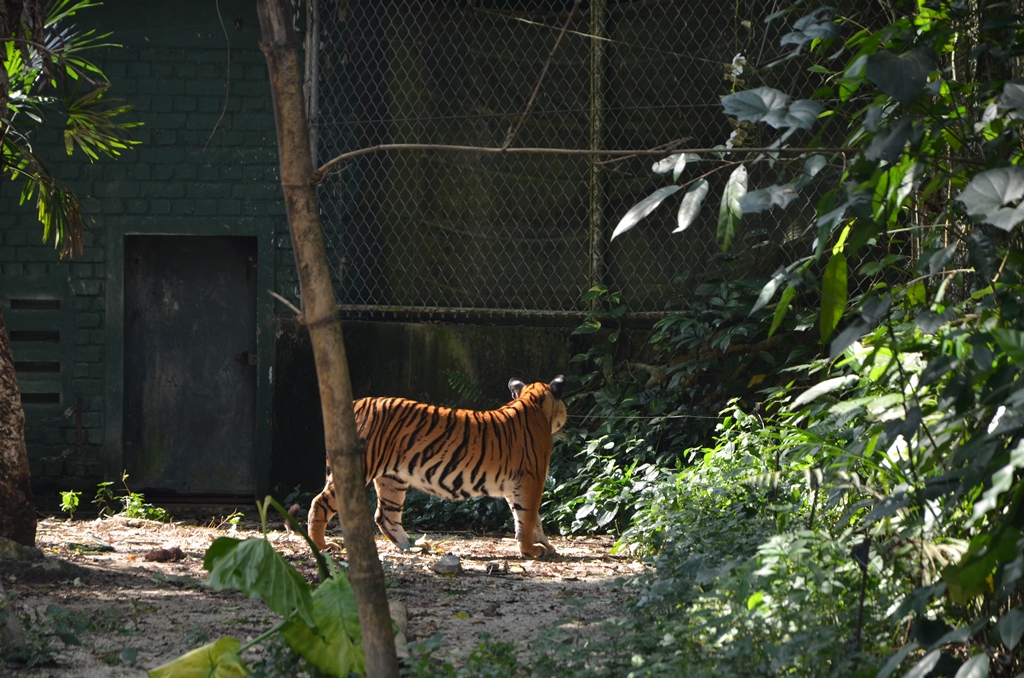 Shahzan hafiz Blog..: Zoo negara... Apa yang menarik.. dan Apa yang