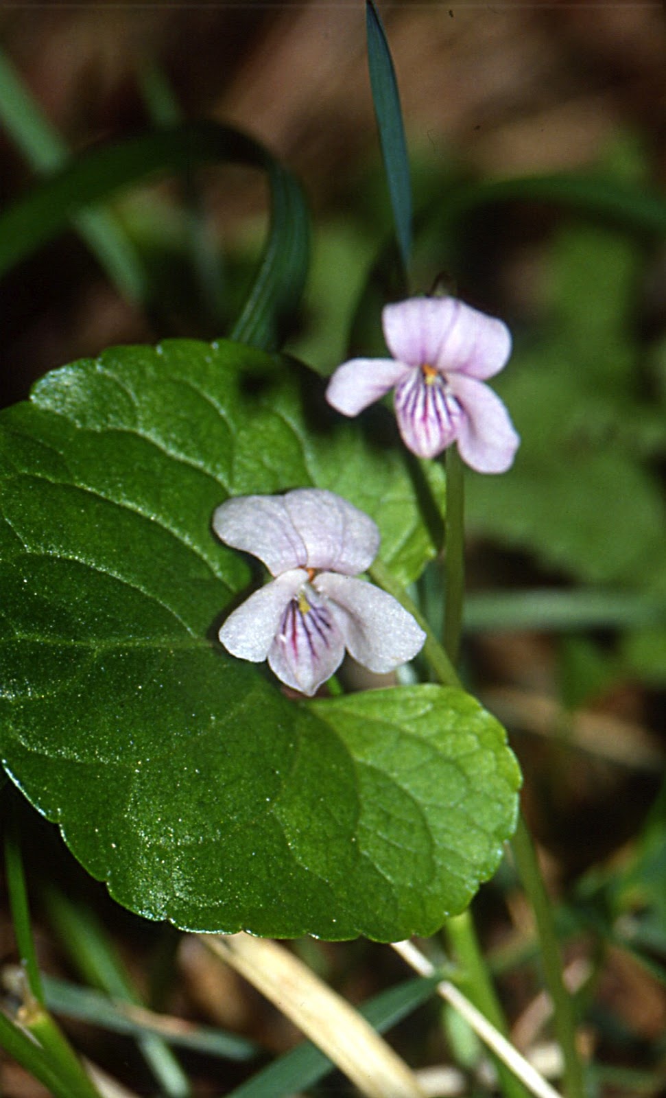 Flora rara piacentina VIOLA PALUSTRE Viola palustris