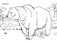 דף צביעה דוב