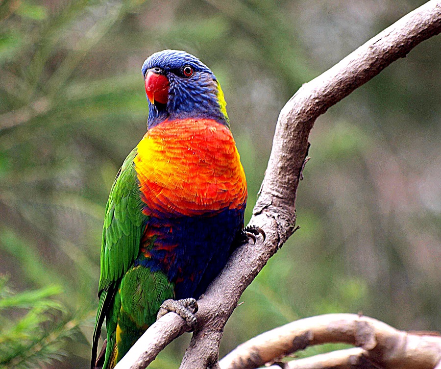 Friends of Drouin's Trees Australian Bird of the Year