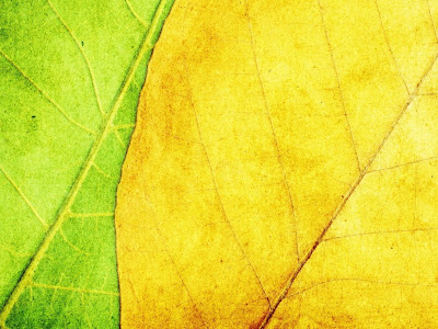 exposicion-de-hojas-de-color-verde-y-amarillo