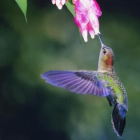 Humming Birds