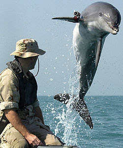 Delfines para la guerra