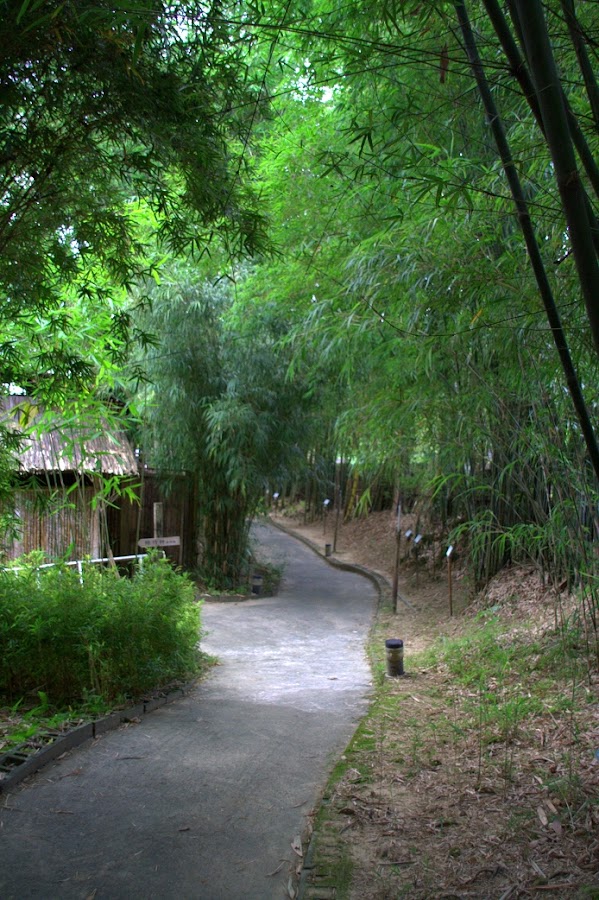 阿舍的精彩生活南投竹山 - 青竹文化園區 ~ 水能性淡為吾友,竹解心虛是我師