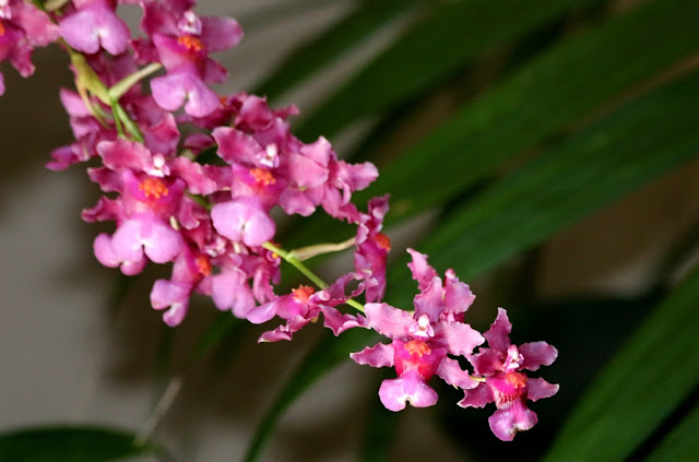 Stunning Orchids Their Genes And The Secrets Of Their Shapes - ue5sf7j