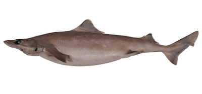 Tiburon mudo Centrophorus harrissoni