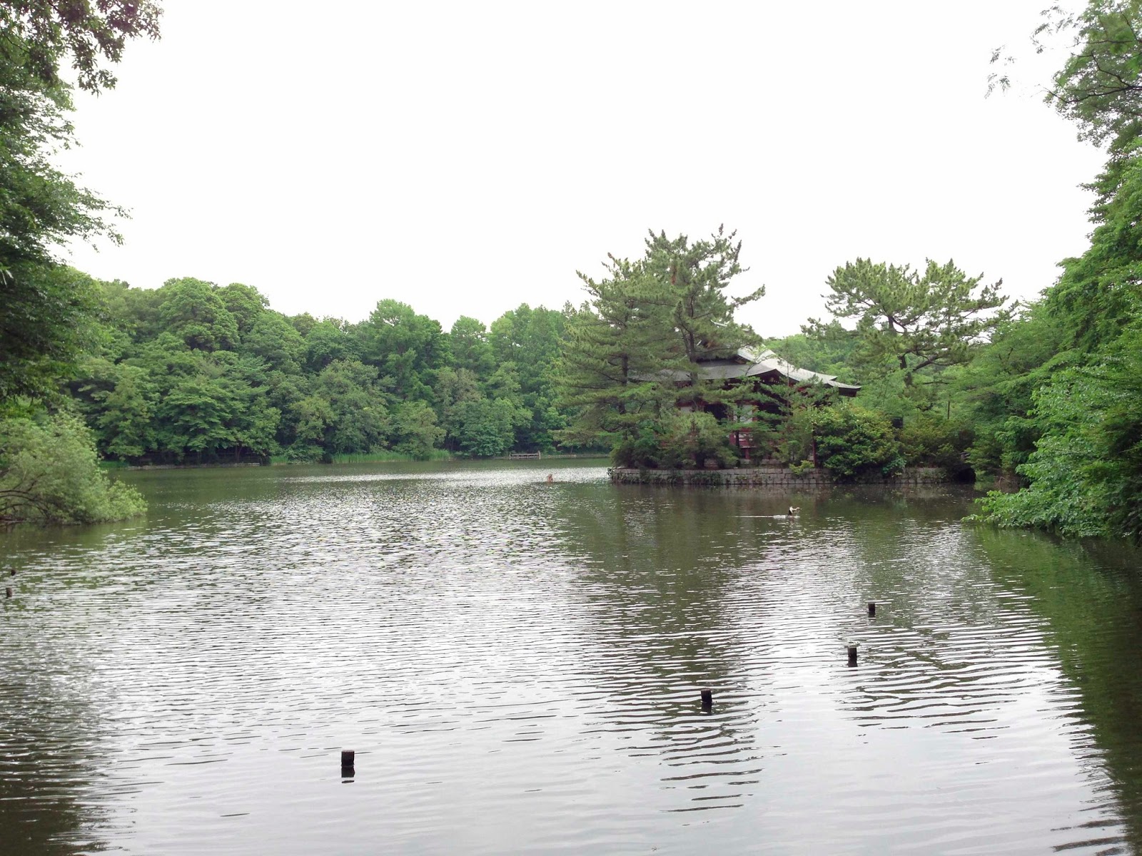 ADAWAK Shakujii Park Run