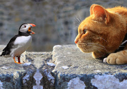 cat wales watching cats bird harlech castle traveling edward