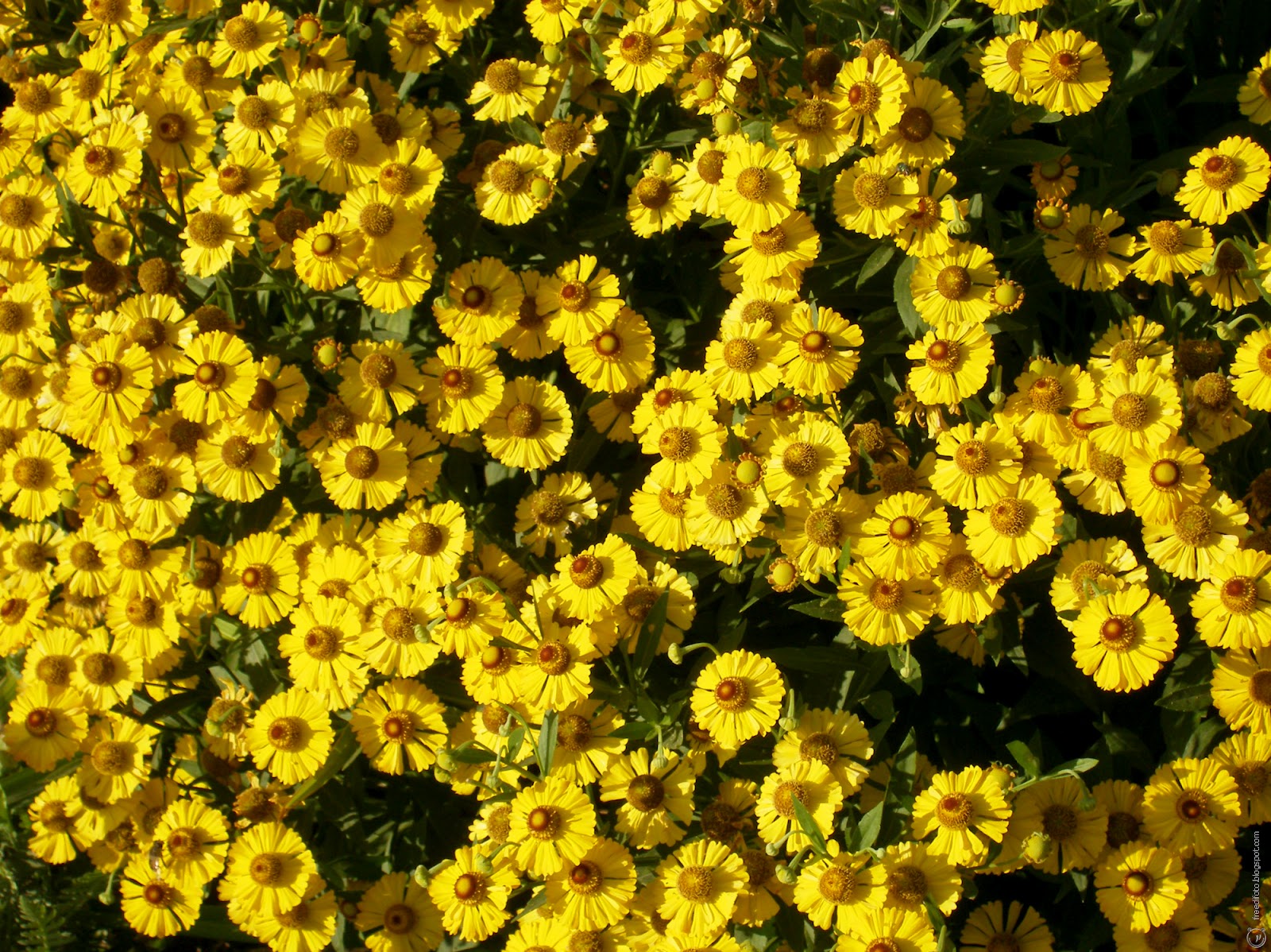 Free use Photos texture of the round yellow flowers FreeDifoto