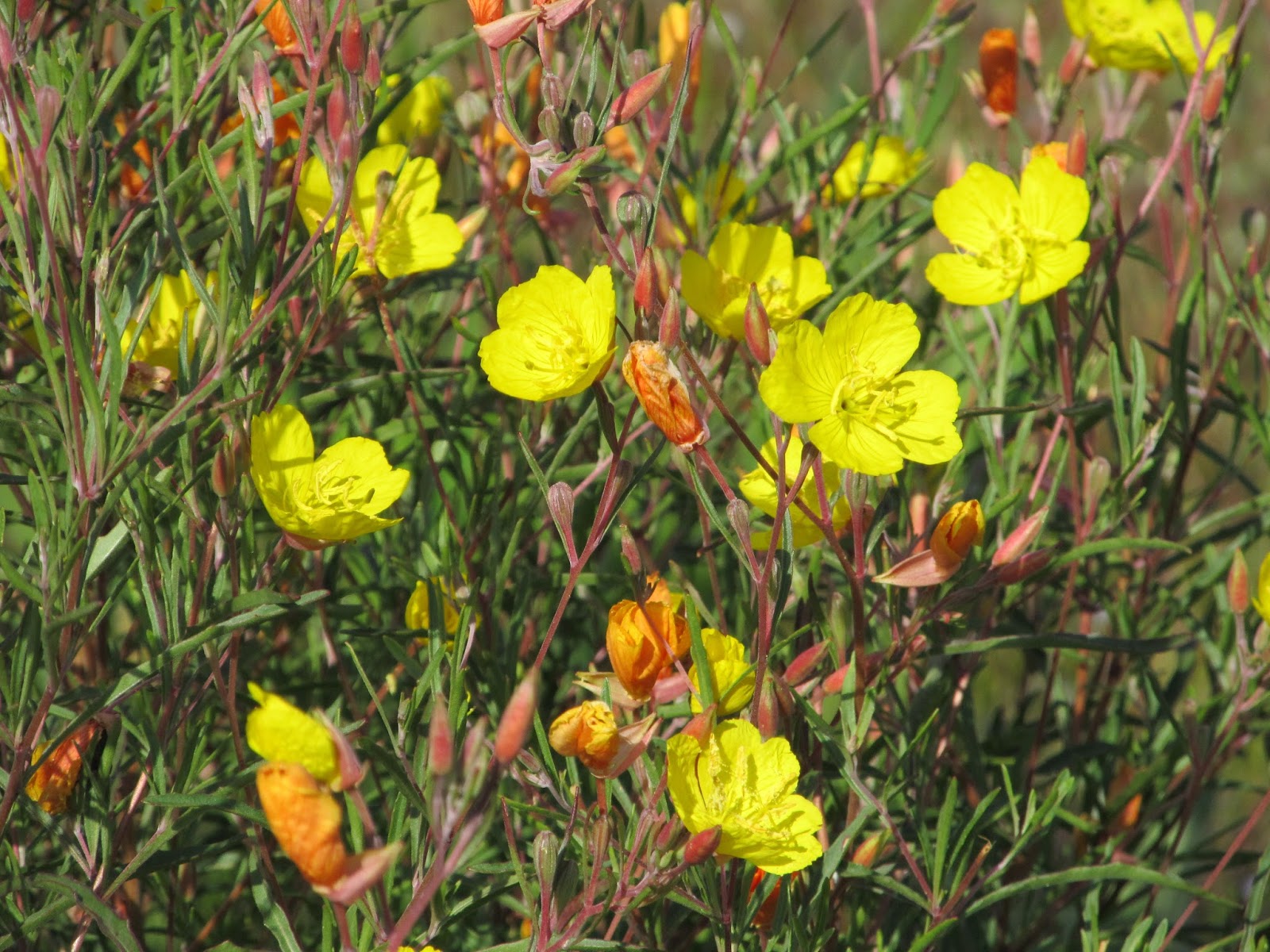 Girl With An English Heart The Flowers That Bloom In May