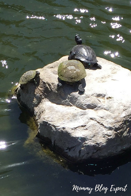Turtles Sunning on a Rock 