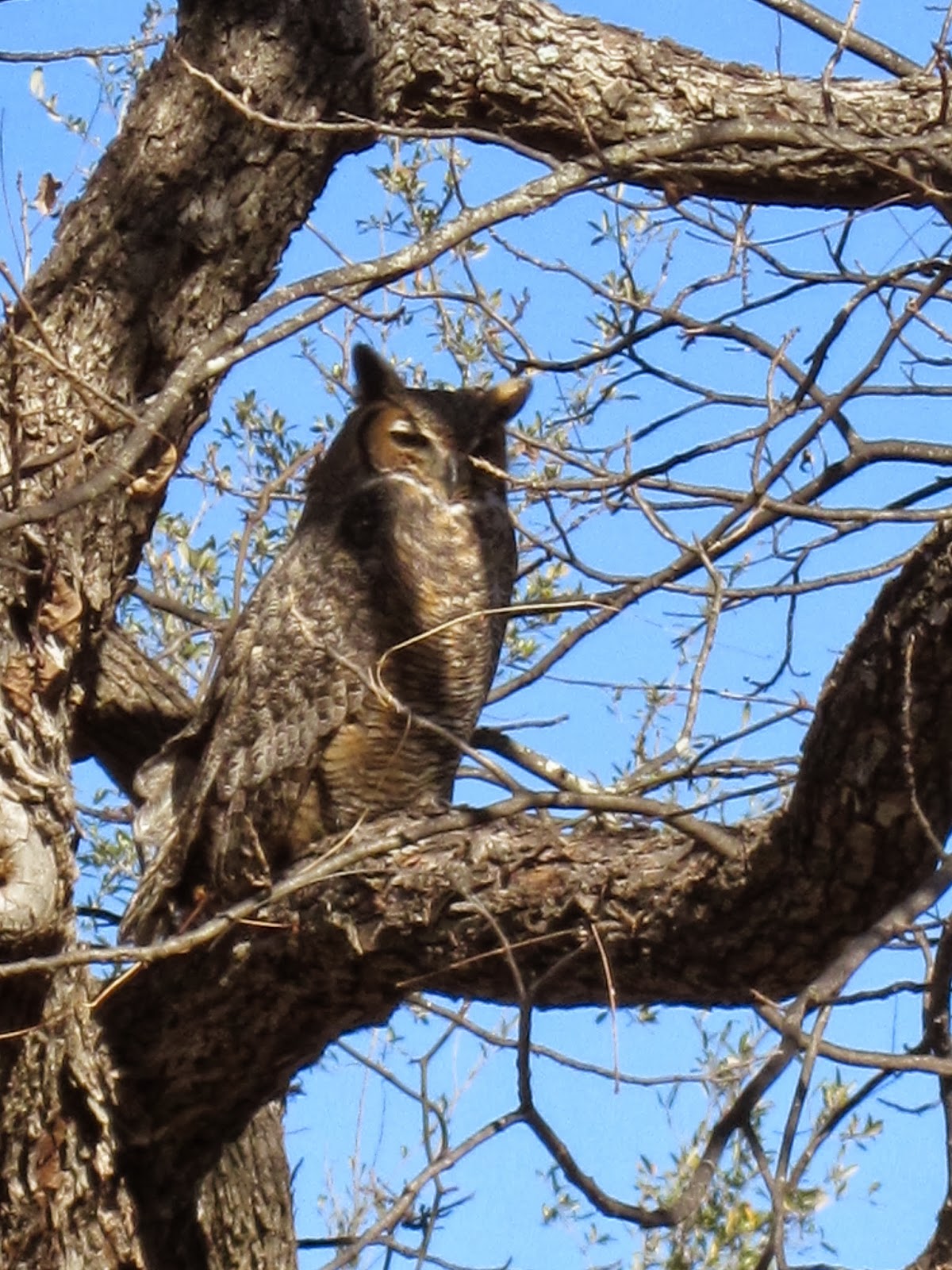 Owl Tree Farm October 2013