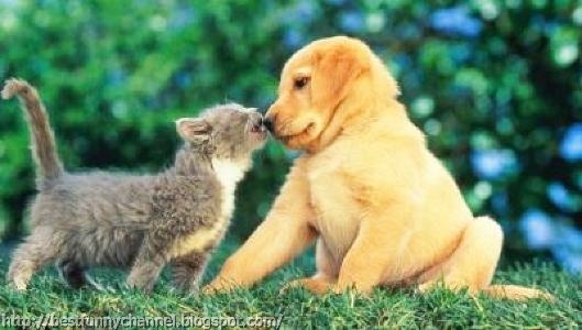 Kiss kitten and puppy.