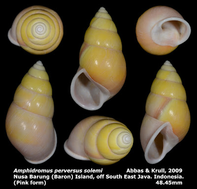 Amphidromus perversus solemi 48.45mm (Pink form)