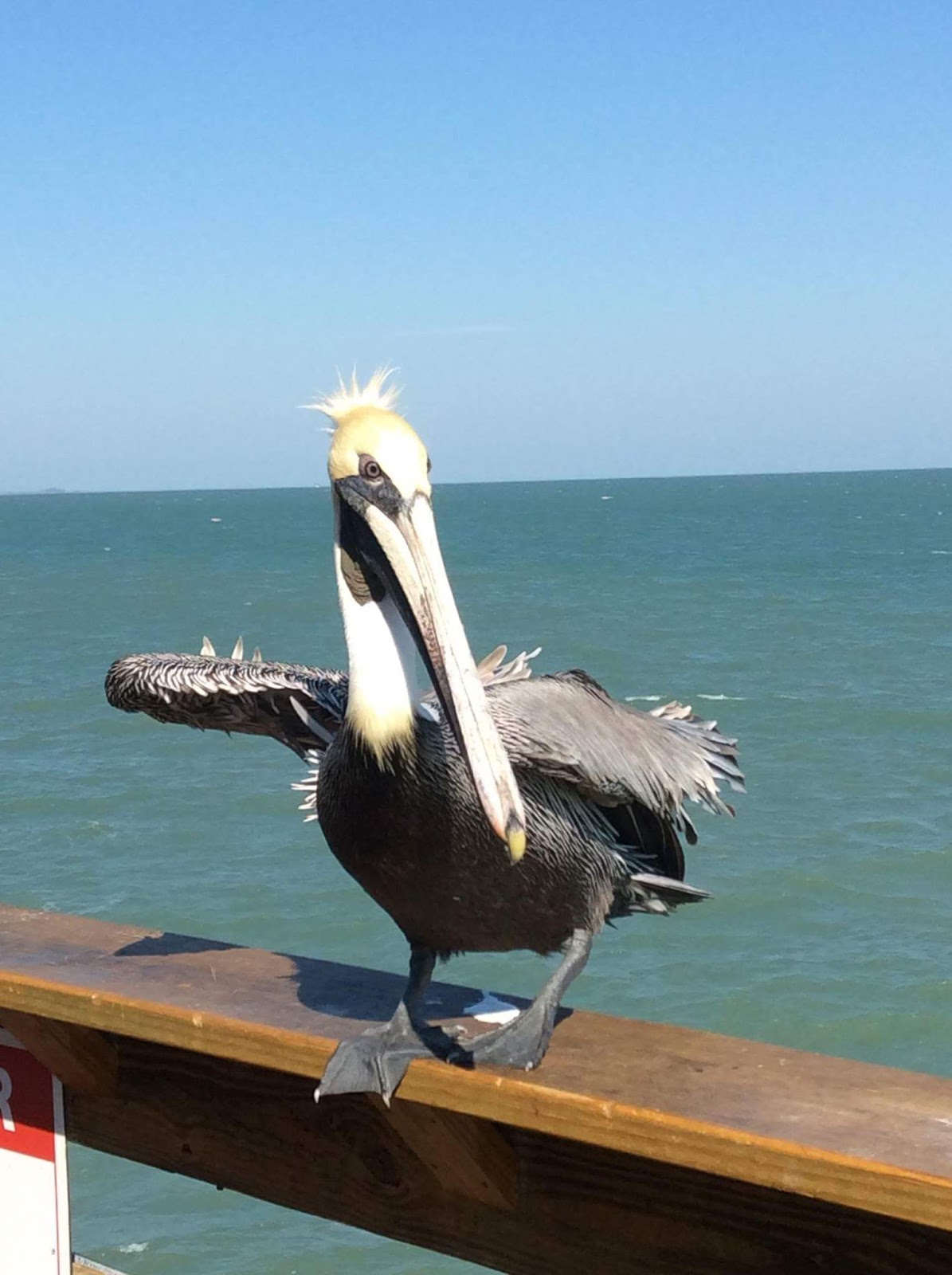 Paintings By Jax Cocoa Beach Pier Pelican By Jax Whincup