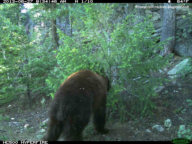 Romping and Rolling in the Rockies: A Bear Break