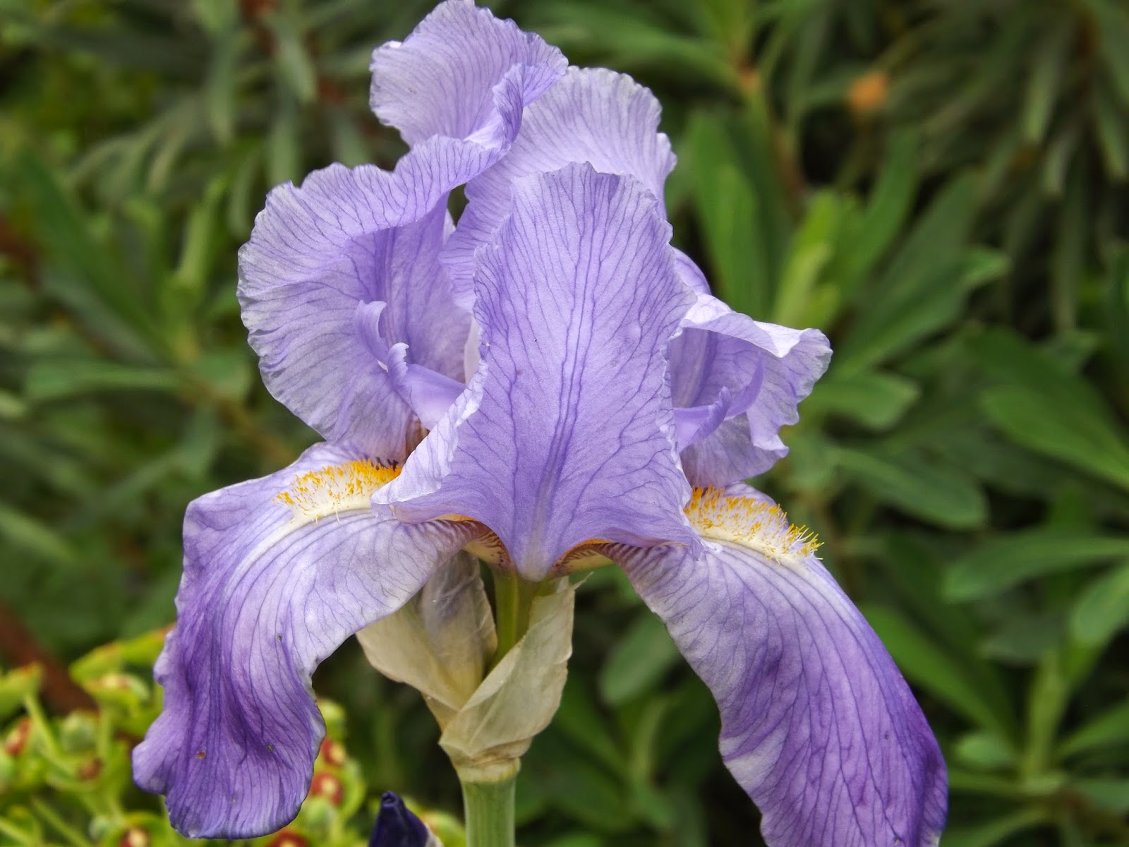 Ирис паллида. Ирис паллида. Ирис паллида сетчатый алида. Ирис бледный вариегата. Ирис pallida argentea variegata.