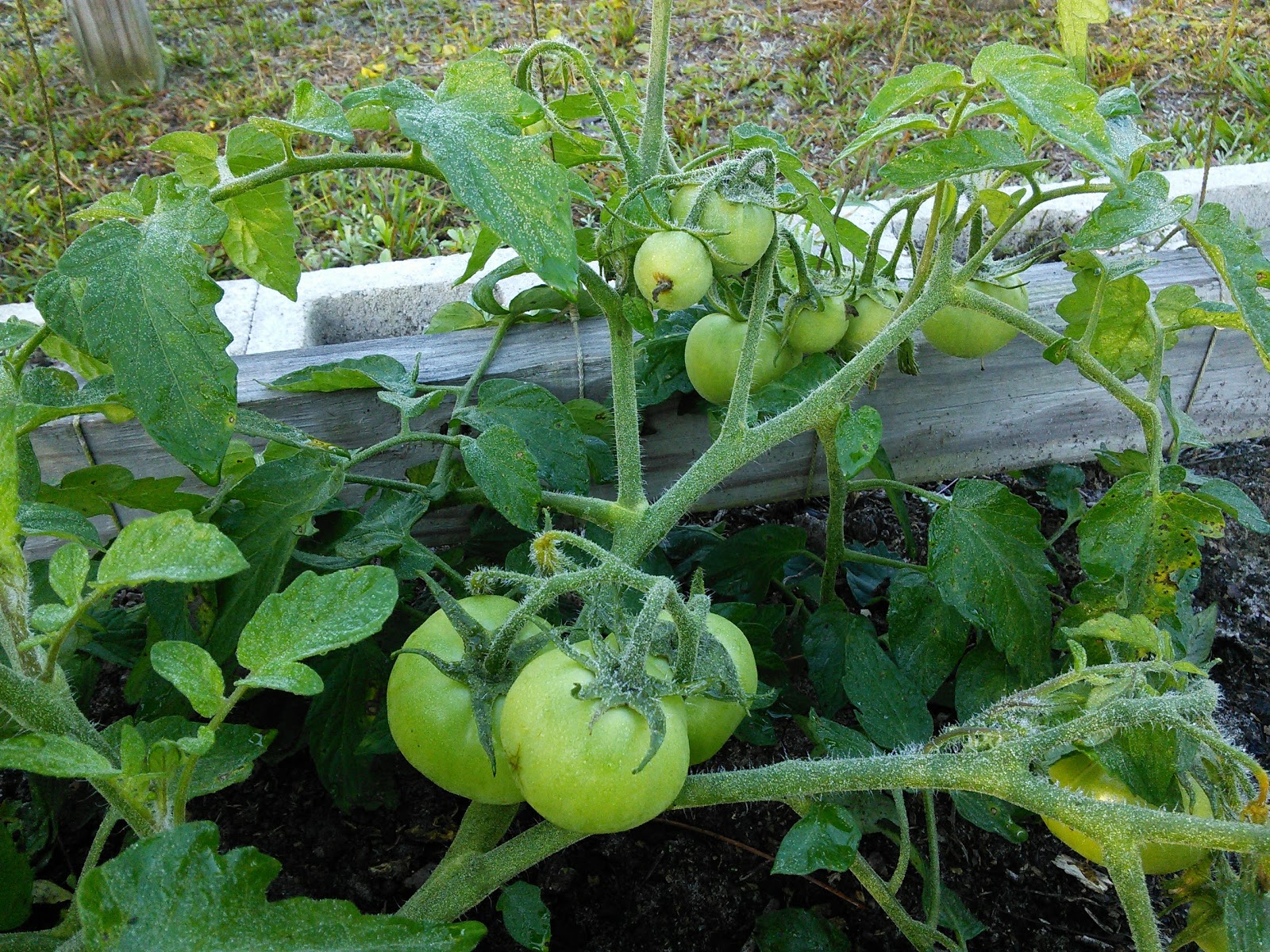 FLORIDA HOBBY FARM January tomatoes