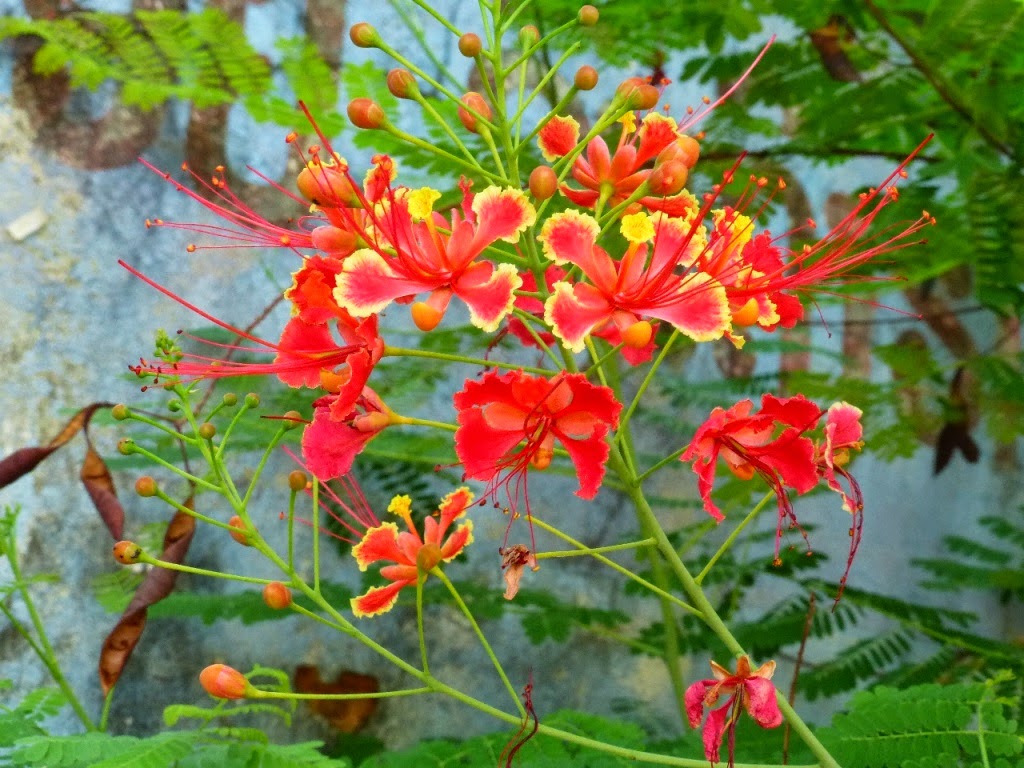 SinhCity Flowers of Laos