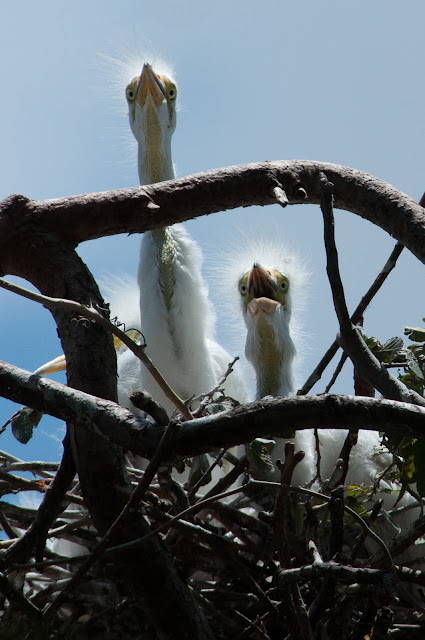A Tree Falling: UT Southwestern Medical Center Rookery: June 2015