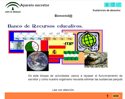 http://www.polavide.es/rec_polavide0708/edilim/aparato%20excretor/Ap_excretor.html
