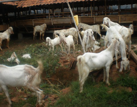 Keuntungan Jual Kambing Kurban Keuntungan Jual Kambing Kurban