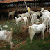 Keuntungan Jual Kambing Kurban