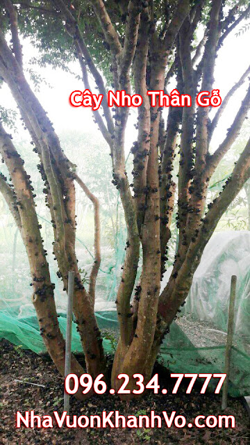 Mua bán rao vặt: Cây nho thân gỗ kết hợp tuyệt vời cây ăn quả và cây phong thủy Cay-nho-than-go-tphcm-co-trai