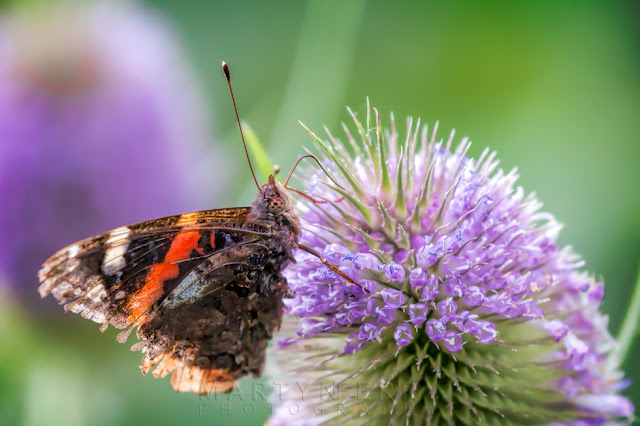 Red admiral drinks nectar from teasel flowers at Ouse Fen Nature Reserve