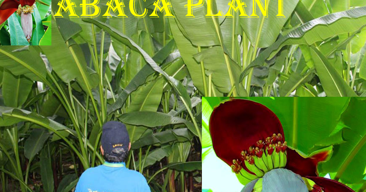 what is abaca plant