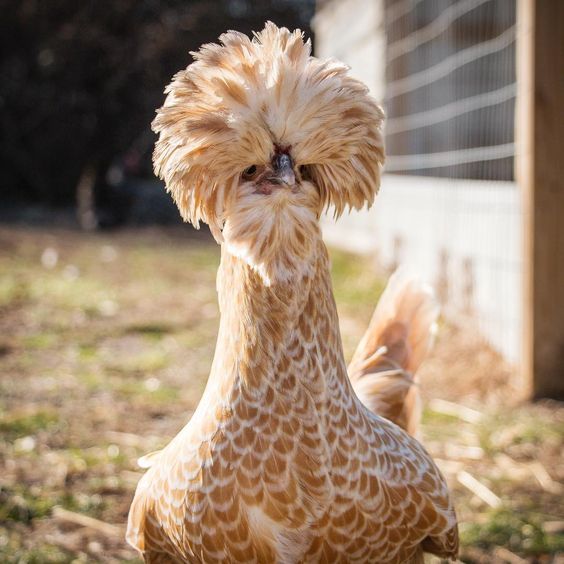 Buff Laced Polish Chicken Breed Information and Pictures by Pets