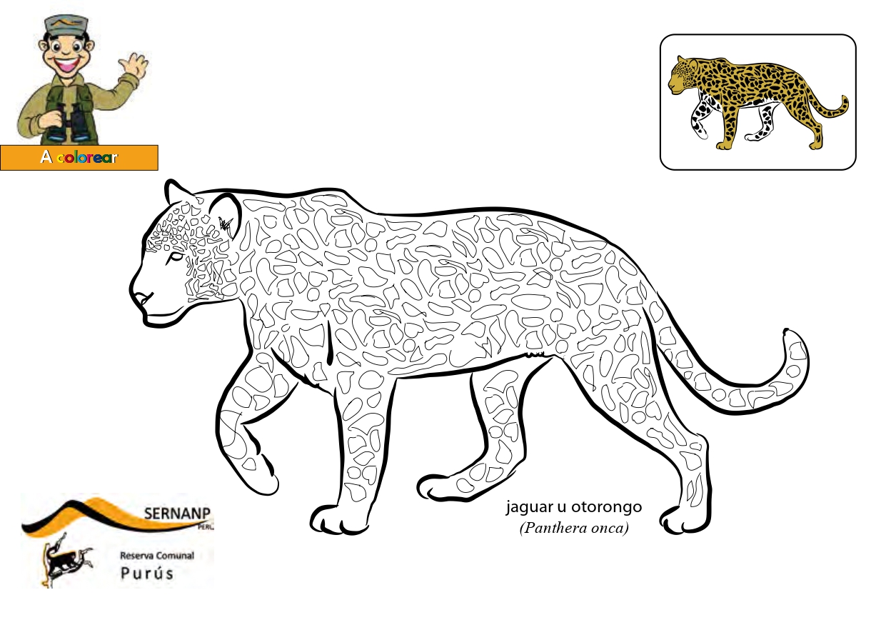 Colorear Animales De Peru Jugar Y Colorear