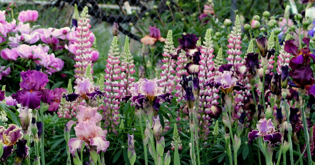 World of Irises TALL BEARDED IRISES IN FULL BLOOMA Wonderful