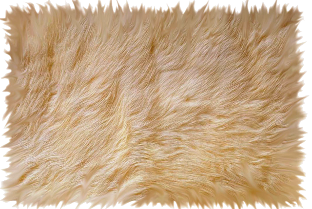 Ömür bazen kısa, bazen de uzun geliyor: Rüyada Yün Görmek