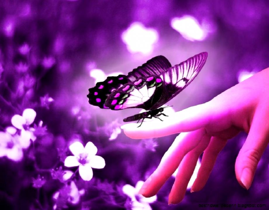 Butterfly Wallpapers Download