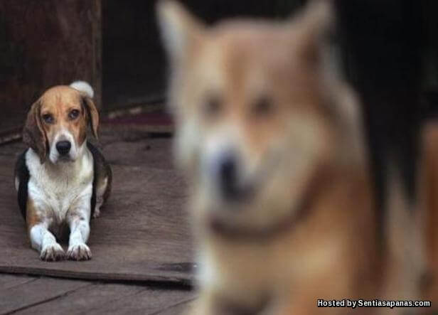 32+ Ciri2 anjing rabies terbaru