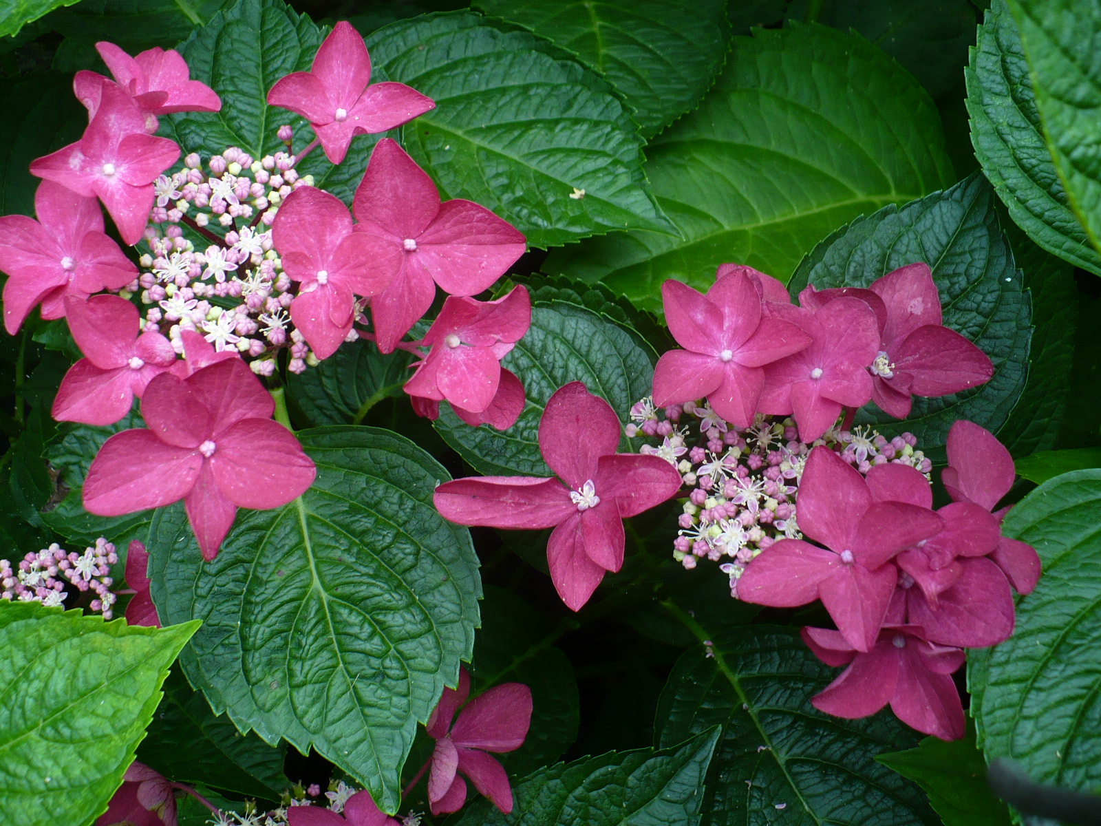 Hydrangea macrophylla Dolce ® Fragola