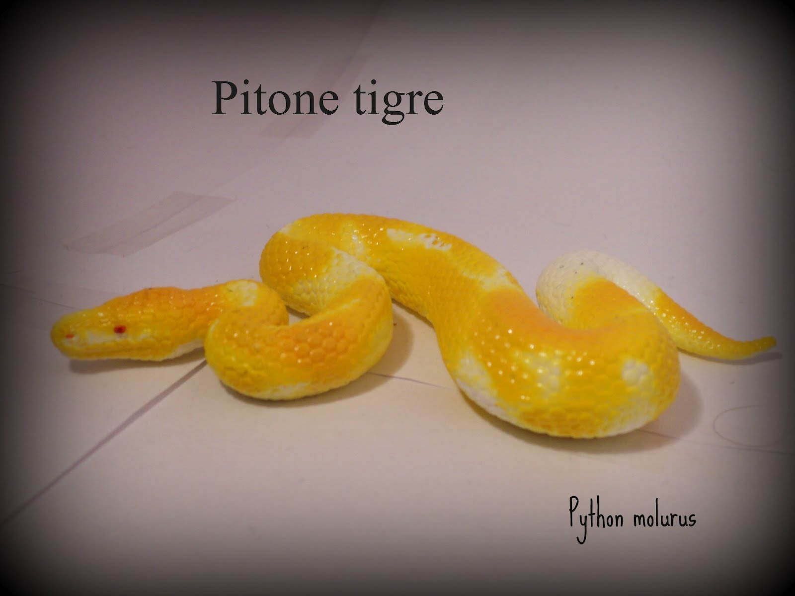 Animal Collection Rettili