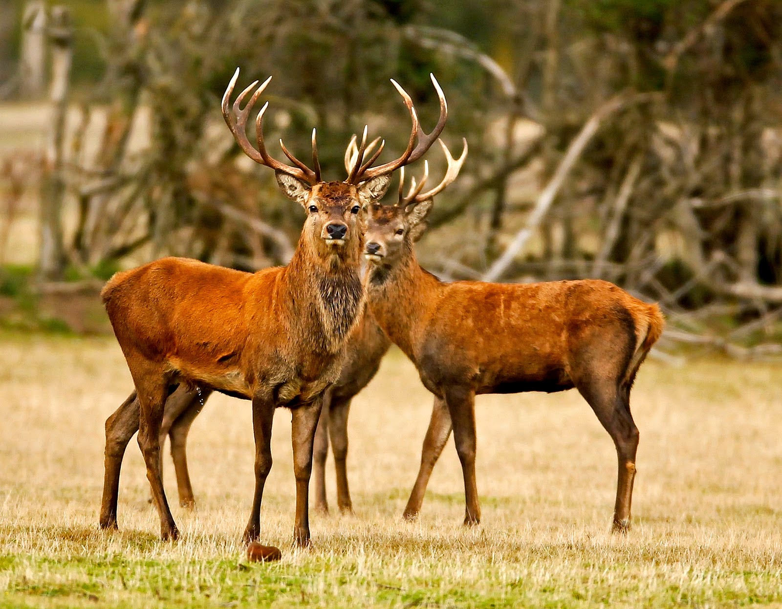 ANIMALS PICTURE: STAG PICTURES GALLERY 4 ANIMALS PICTURE: STAG PICTURES GALLERY 4