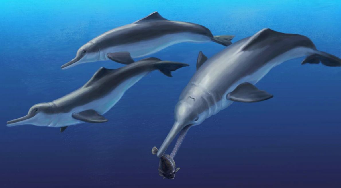 Fossil specimen reveals a new species of ancient river dolphin