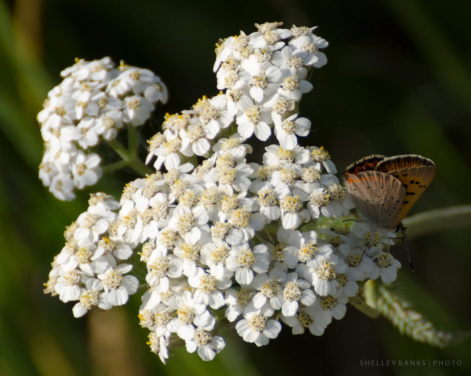 Prairie Wildflowers Yarrow, with Copper Butterfly