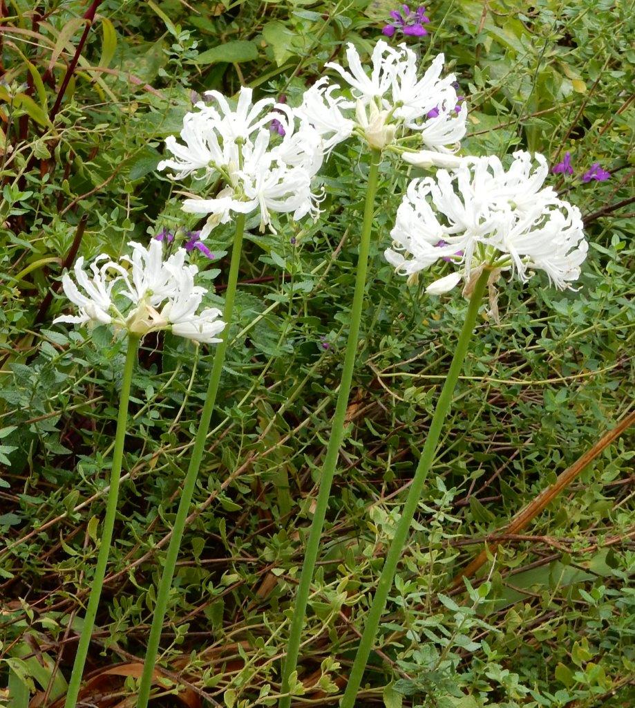 Growing With Plants